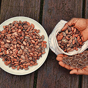 cacao venezuelano