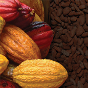 cacao